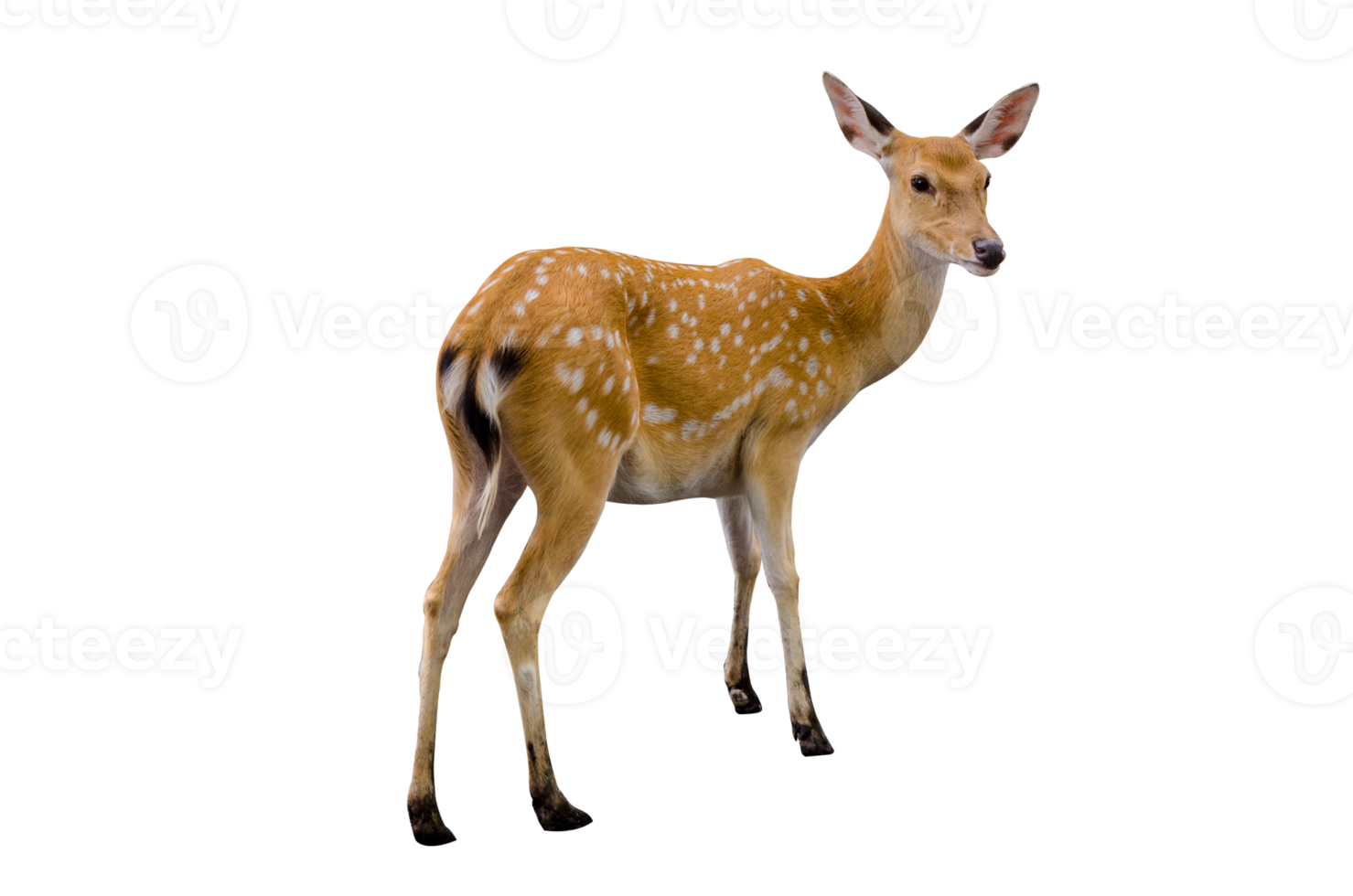 Babyhirsch isoliert png