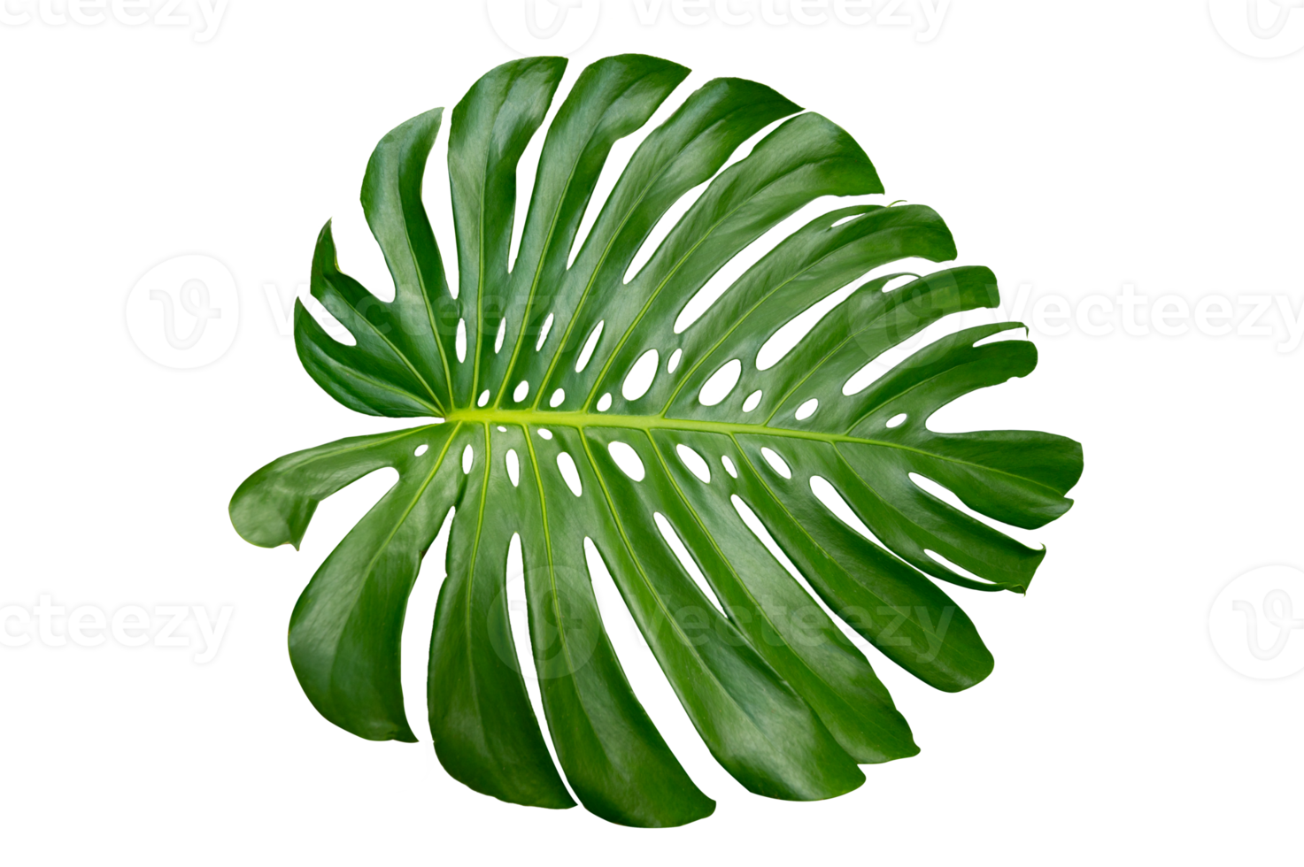 monstera bladeren bladeren met isoleren bladeren Aan wit png