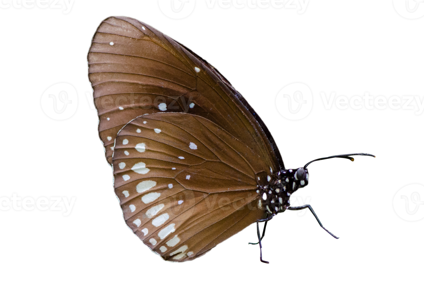 Collection Butterfly spots  Isolate png