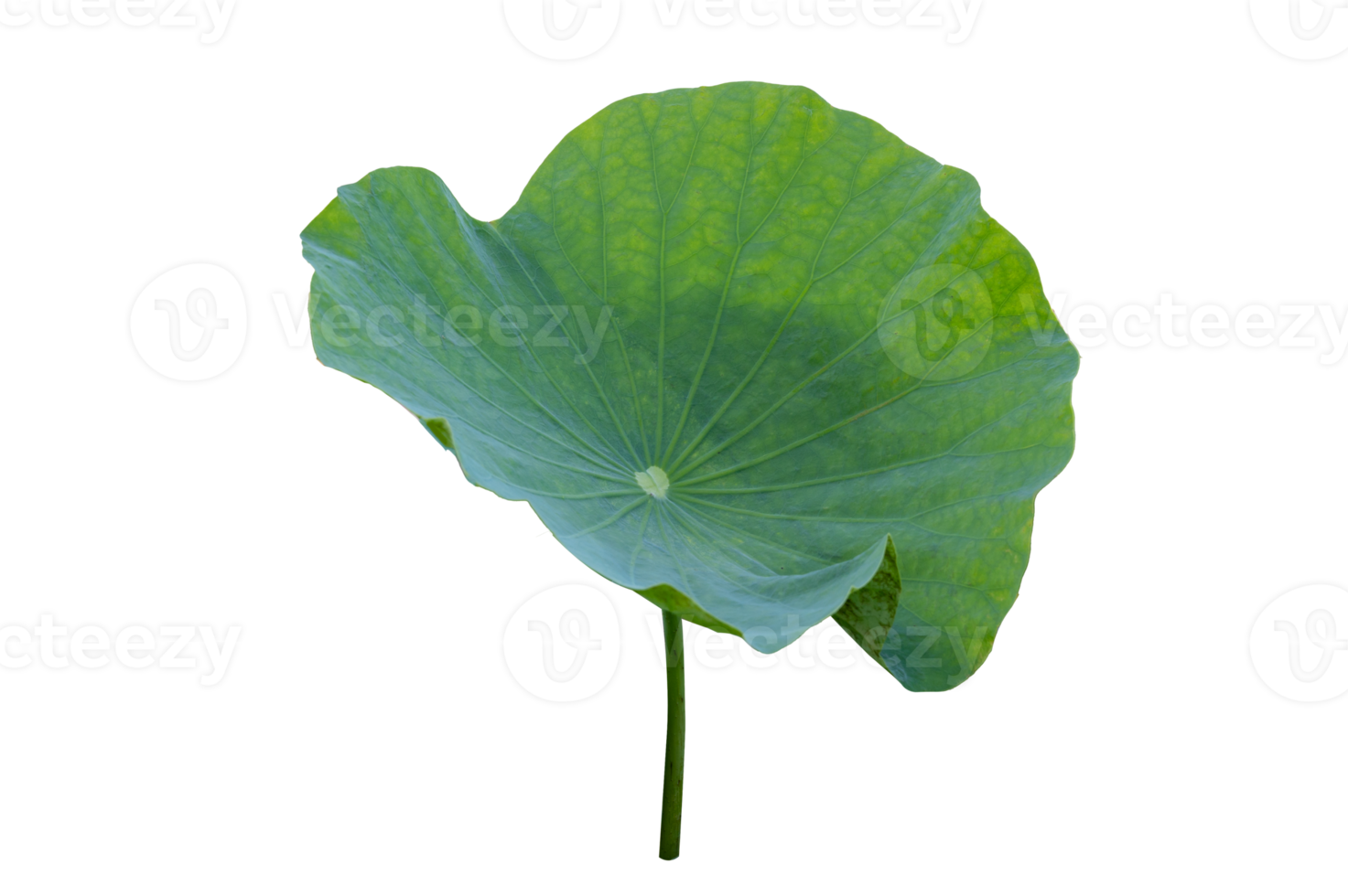 Lotus leaf Isolate collection png