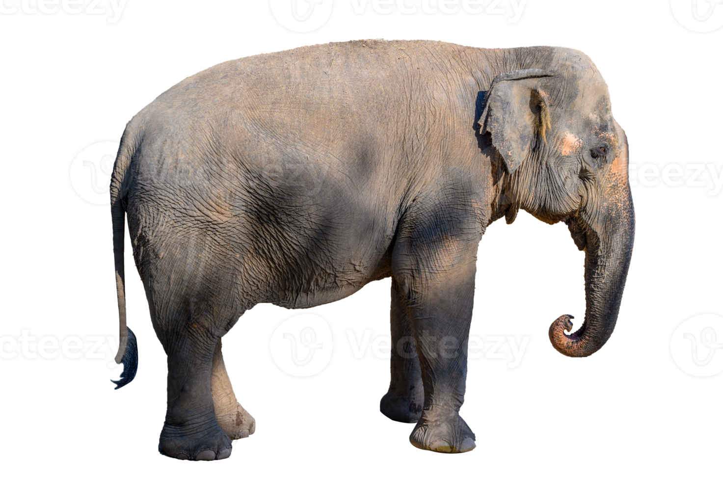 groot bruin olifant isoleren png