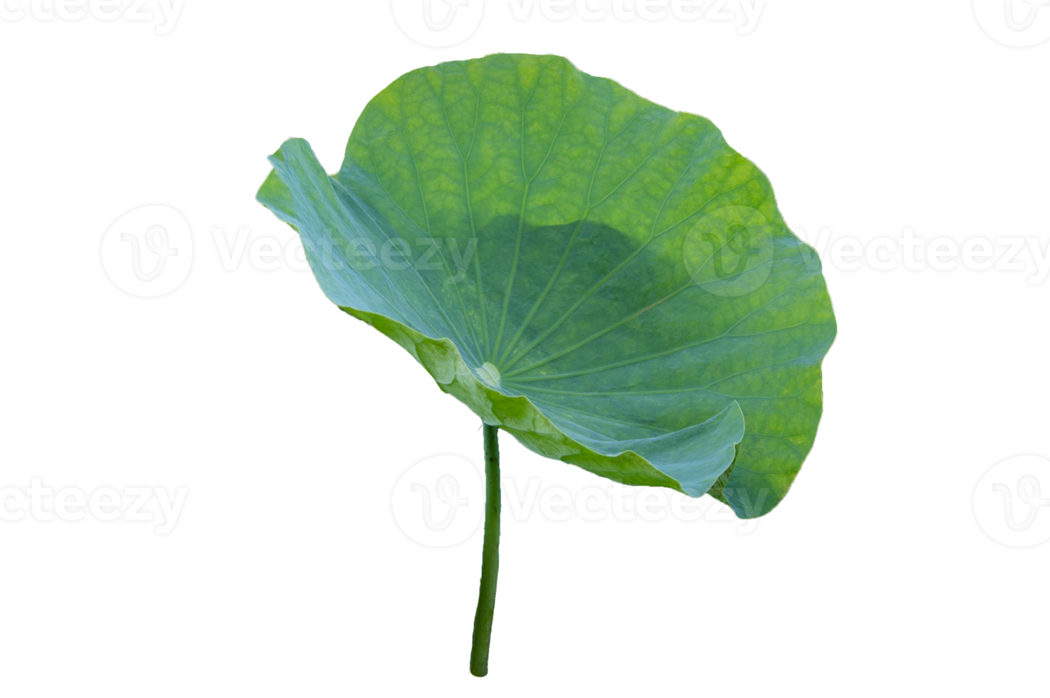 Lotus leaf Isolate collection png