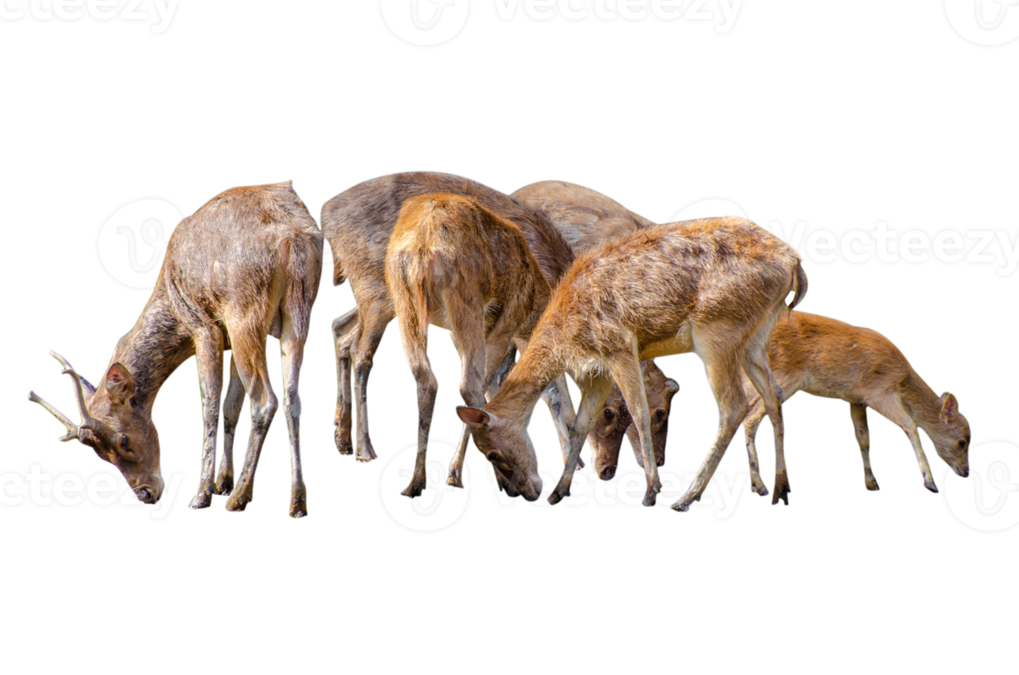 baby deer isolated png