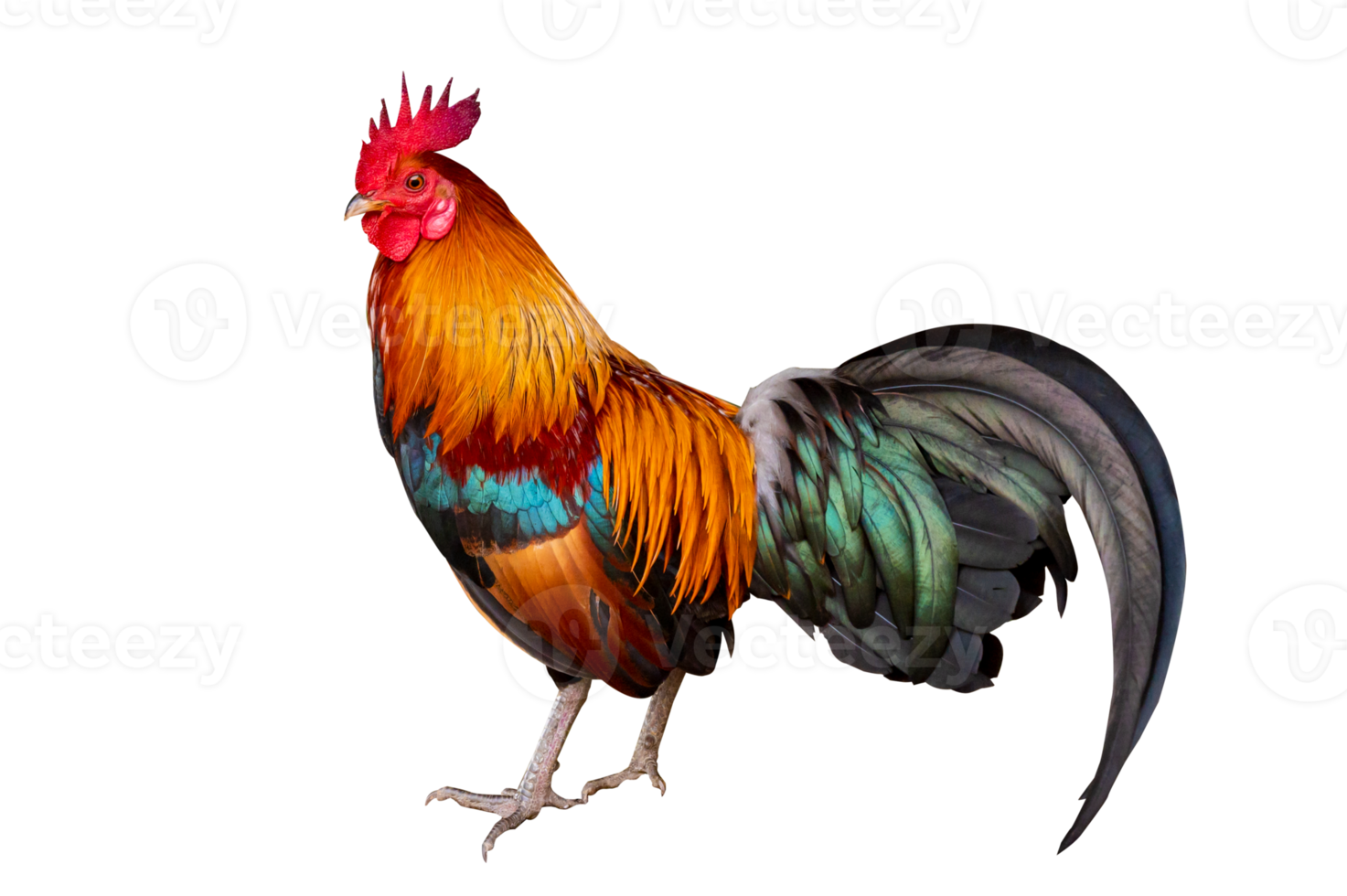 maschio gallo su isolato png