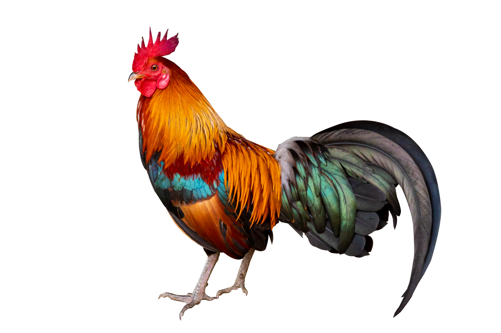 Gallo Macho En Aislamiento 12807729 PNG gallo-macho-en-aislamiento-12807729-png