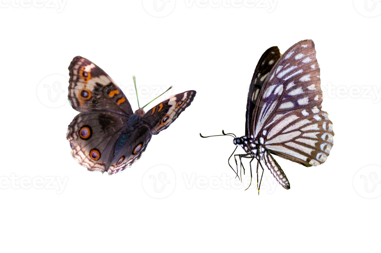 Butterfly spots  Isolate png