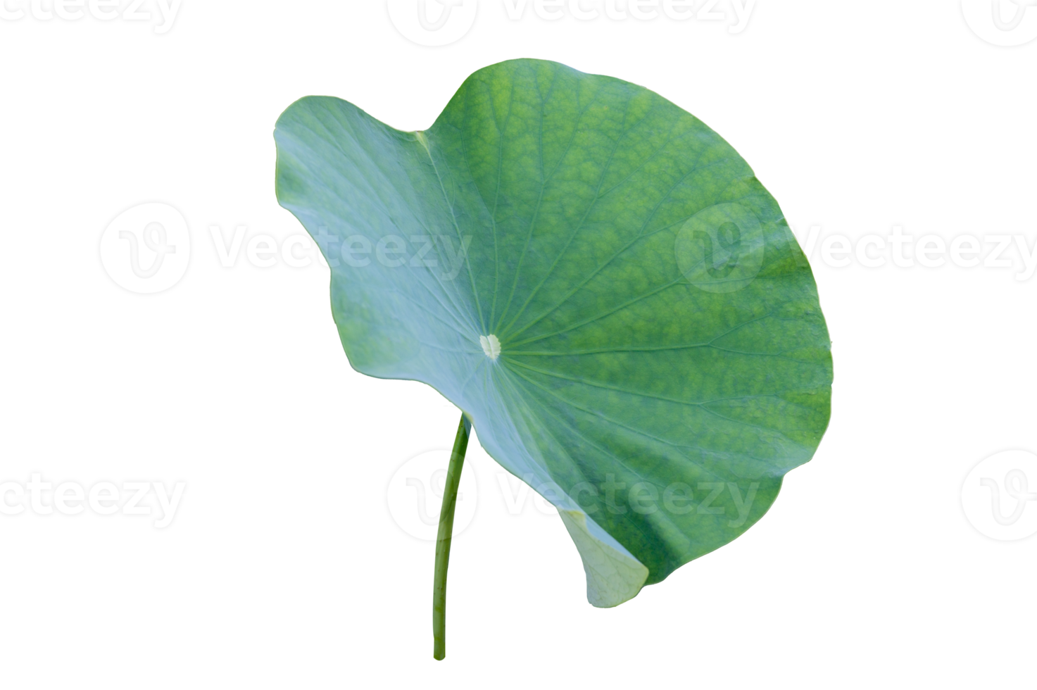 Lotus leaf Isolate collection png