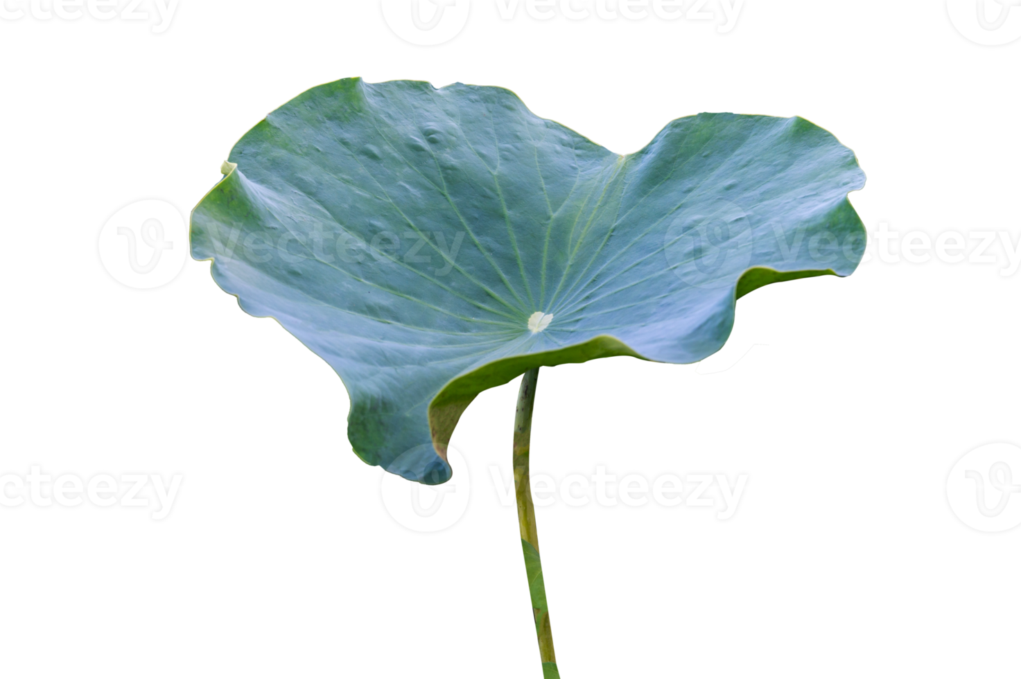 Lotus leaf Isolate collection png