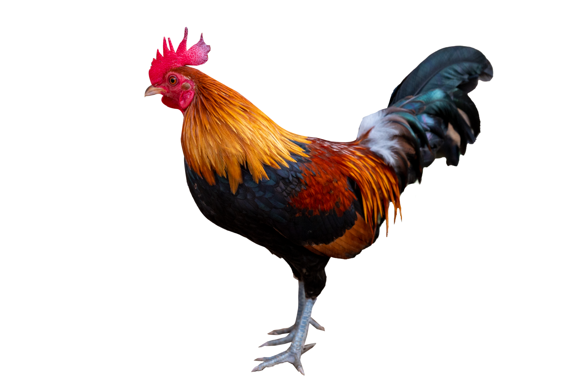 Male Bantam On Isolate 12807734 PNG male-bantam-on-isolate-12807734-png