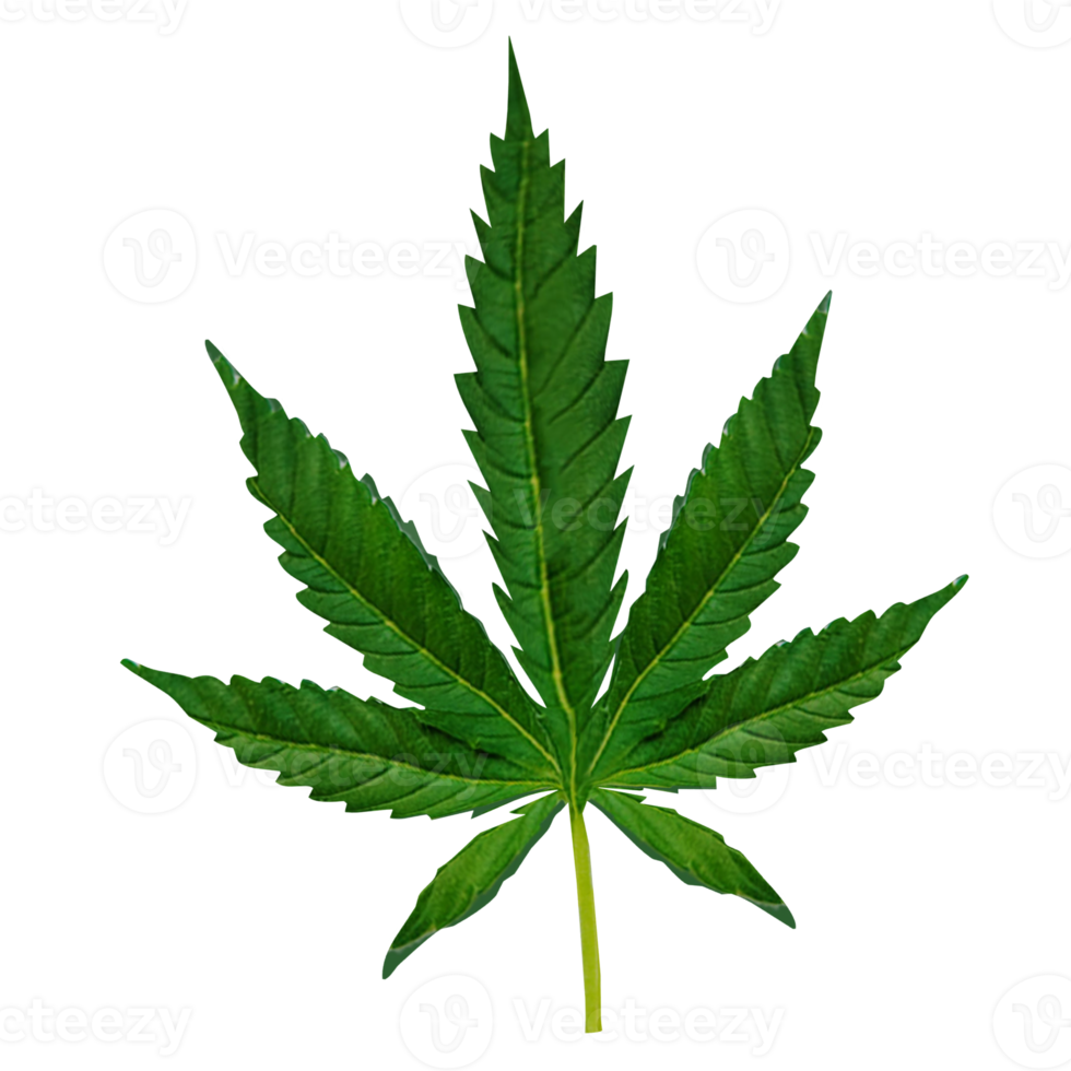 The cannabis leaf  png image 3d rendering