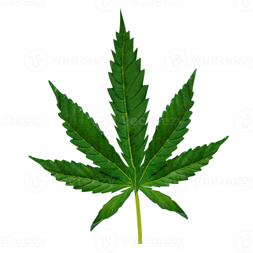 The cannabis leaf  png image 3d rendering