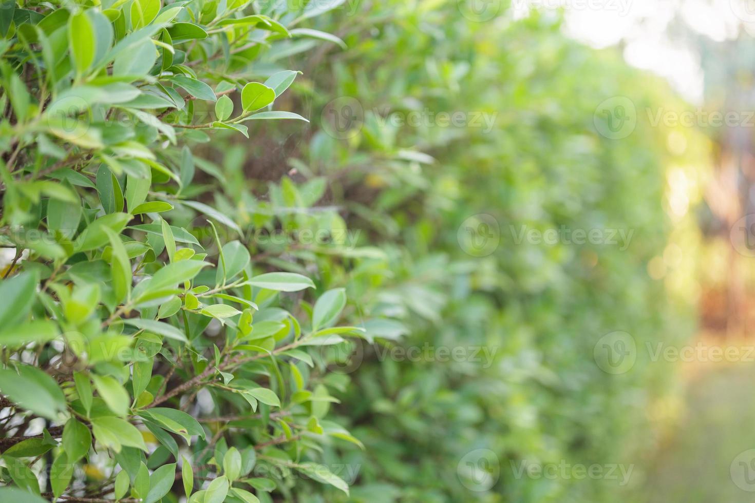 Blur plant green leaf in garden with bokeh background photo