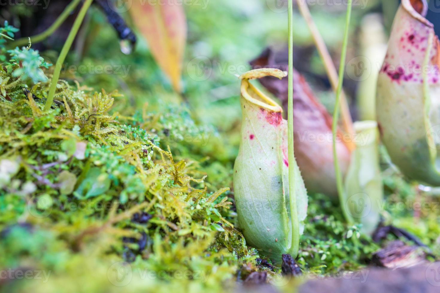 Carnivorous pitcher plants or monkey cups in the garden photo