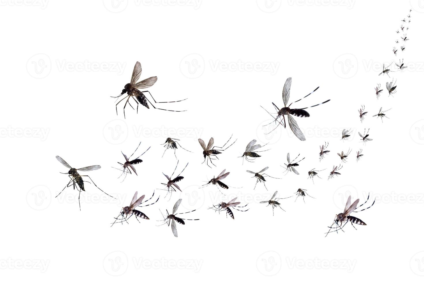 Flying mosquitoes isolated on white background photo