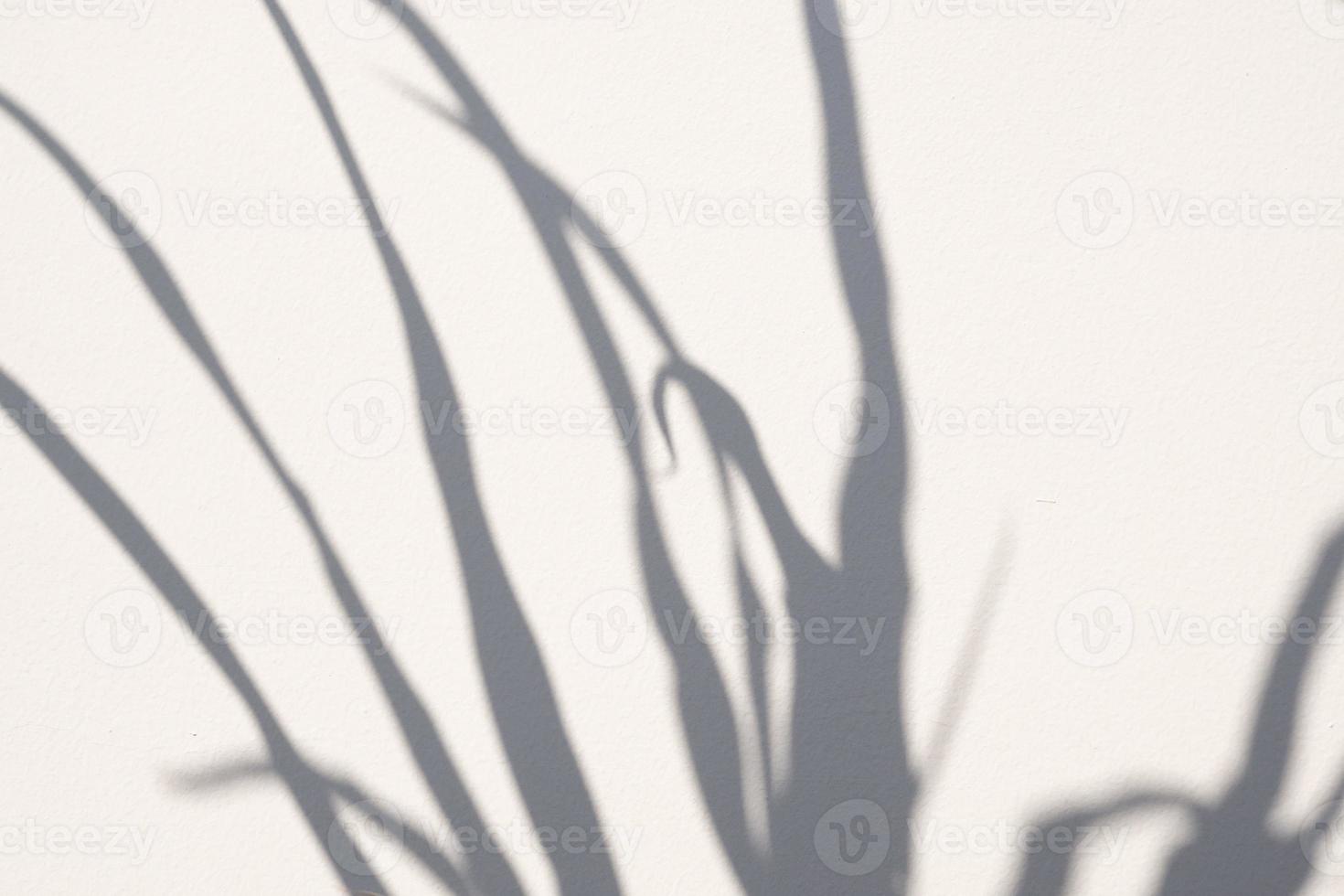 árbol natural abstracto deja sombra sobre fondo de pared blanca foto