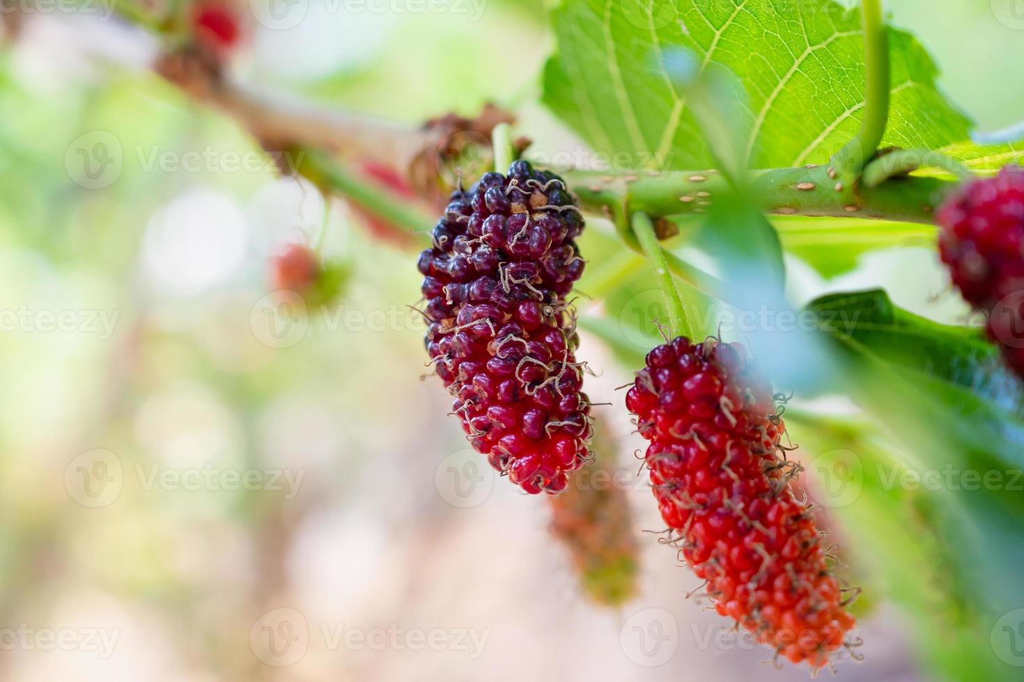 frutas frescas de morera roja en la rama de un árbol foto