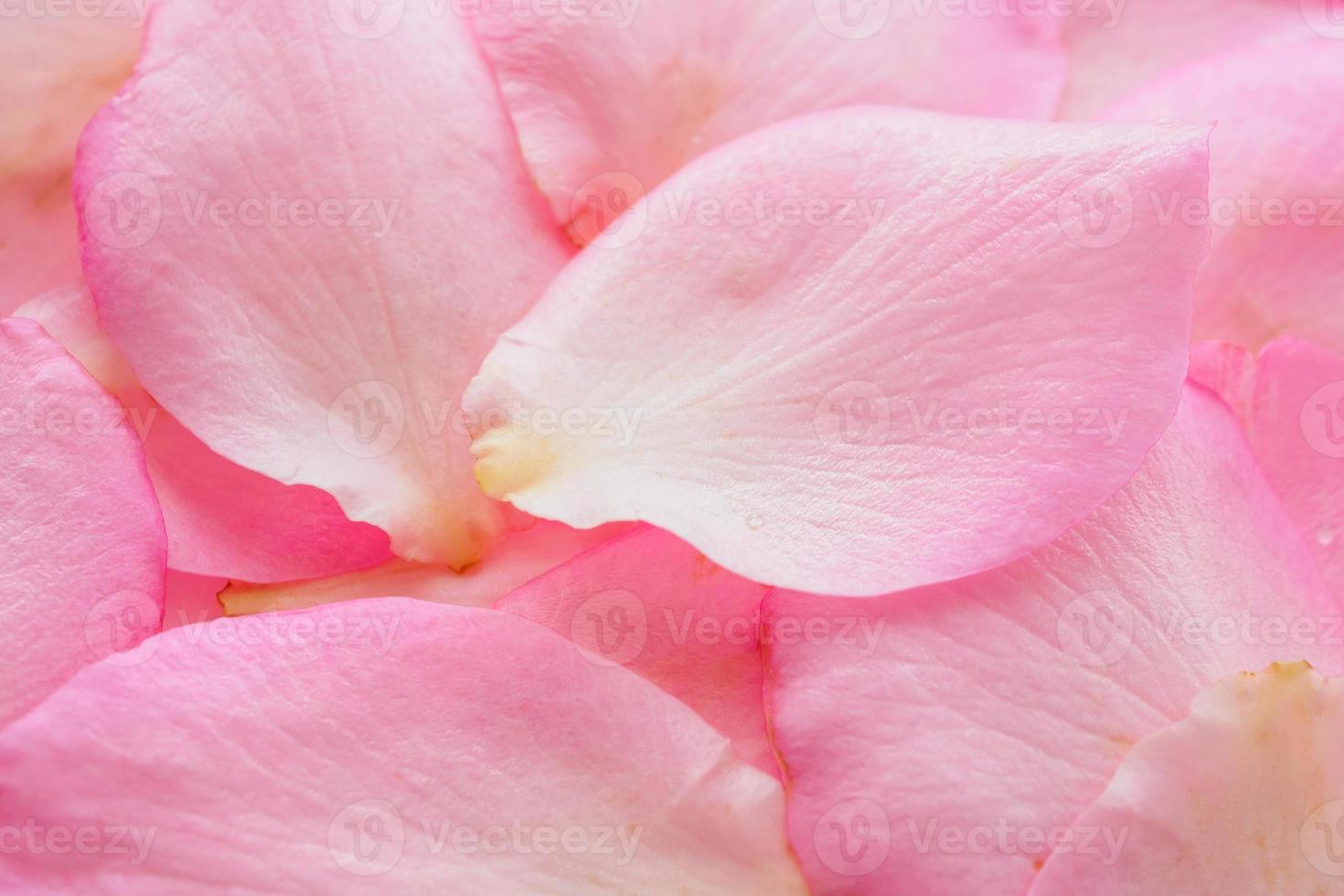 beautiful pink rose petals for Valentines day background top view photo