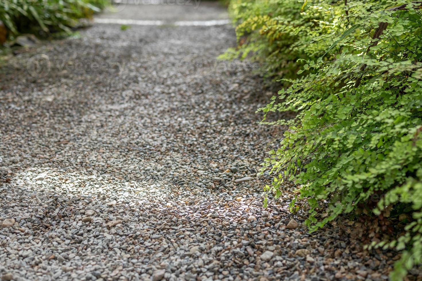 green fern plant leaves with pathway in the garden photo