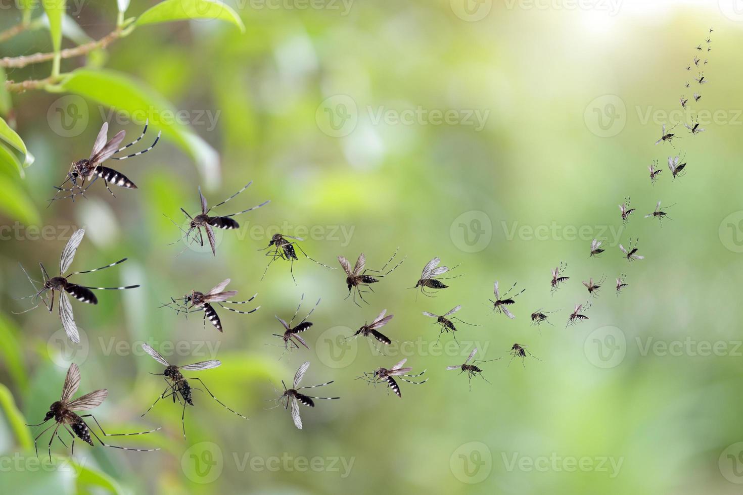 Swarm of mosquitoes fly in the park photo