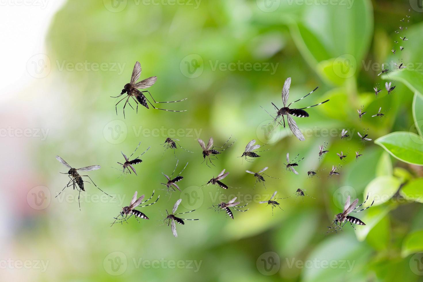 Swarm of mosquitoes fly in the park photo