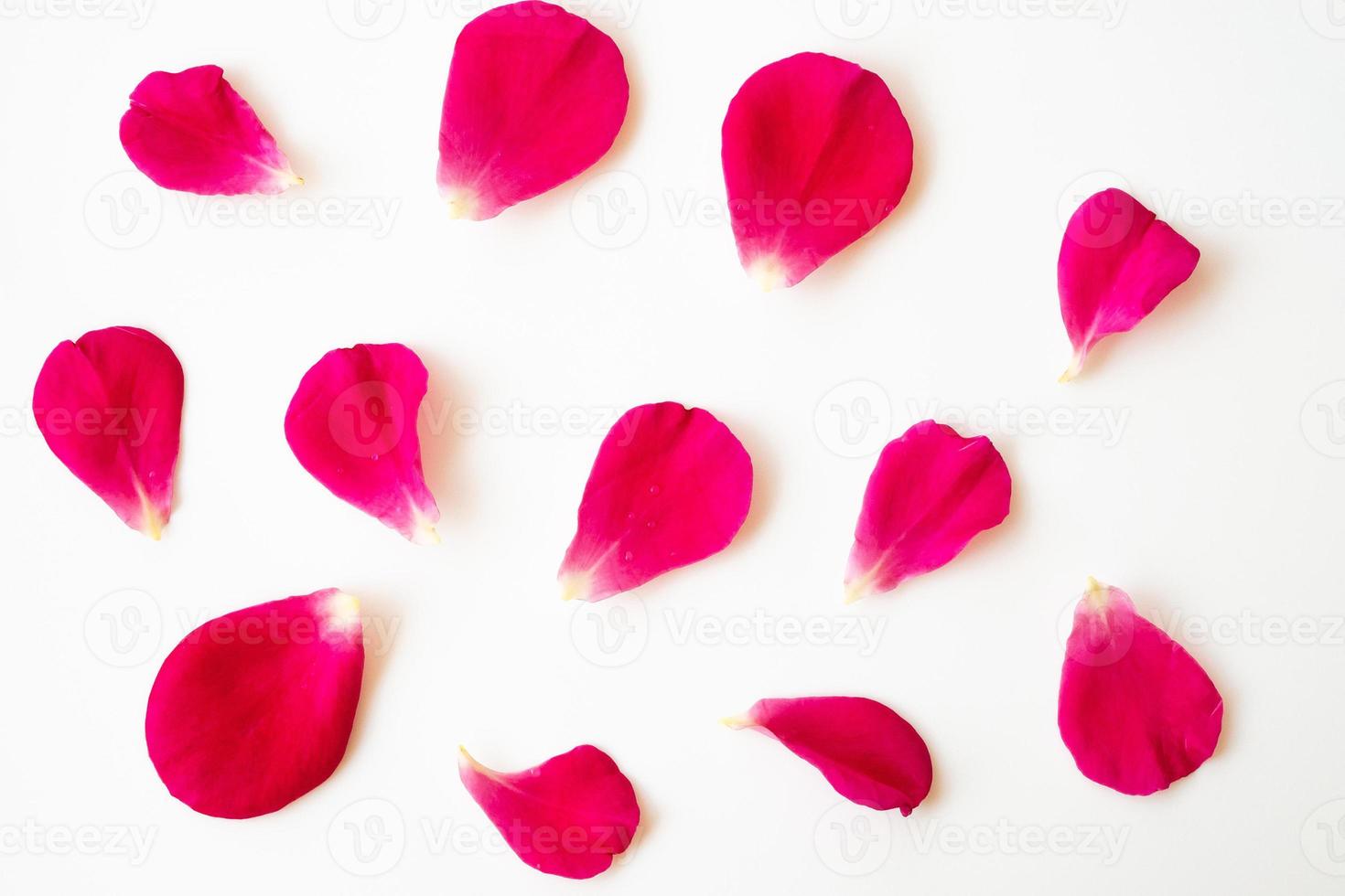 red rose petals on white background photo