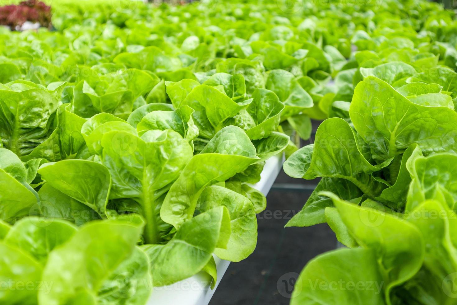 Fresh organic green leaves lettuce salad plant in hydroponics vegetables farm system photo