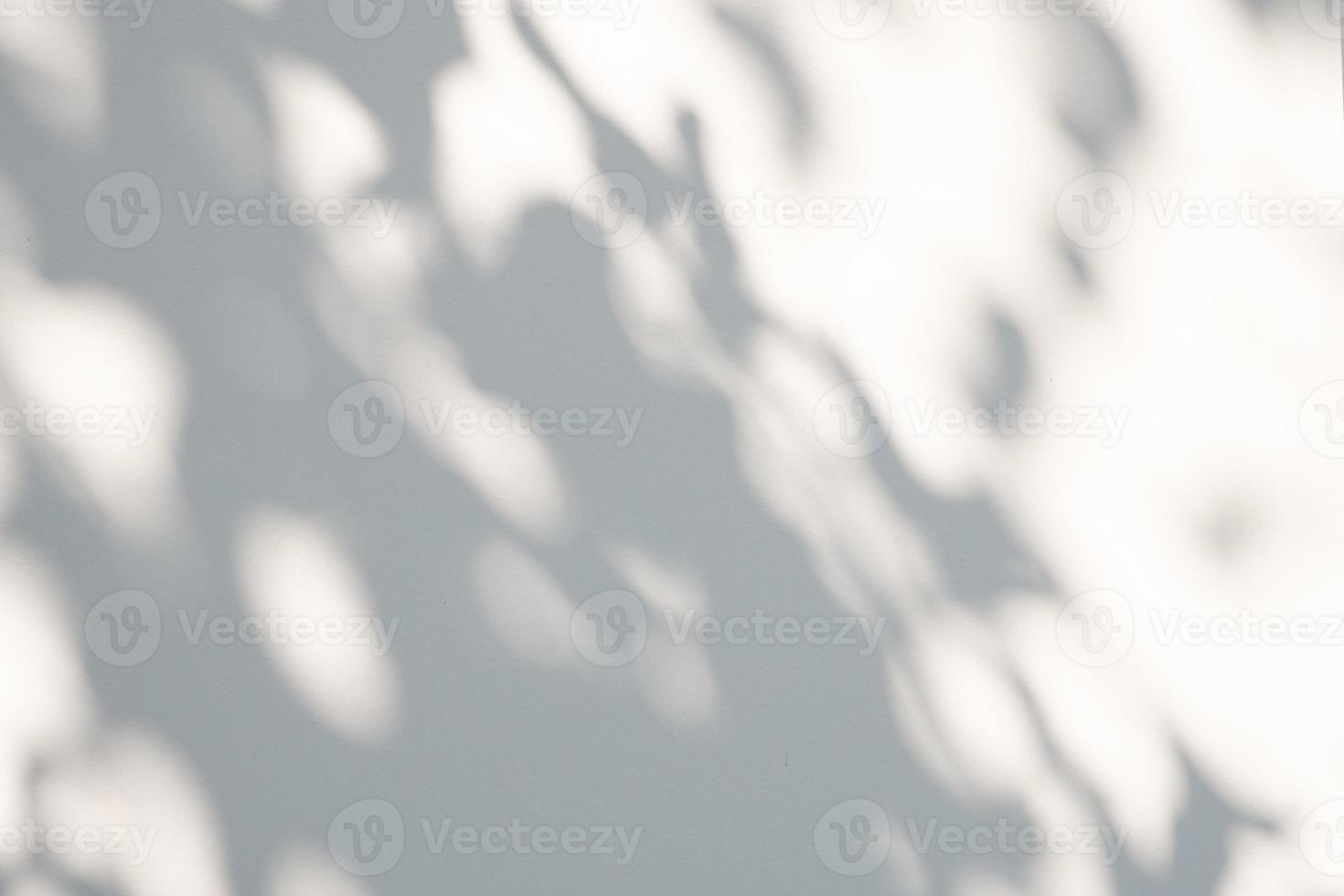 Abstract natural tree leaves shadow on white wall background photo