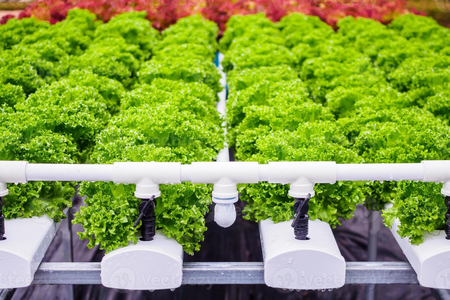 planta de ensalada de lechuga de hojas verdes orgánicas frescas en sistema de granja de vegetales hidropónicos foto