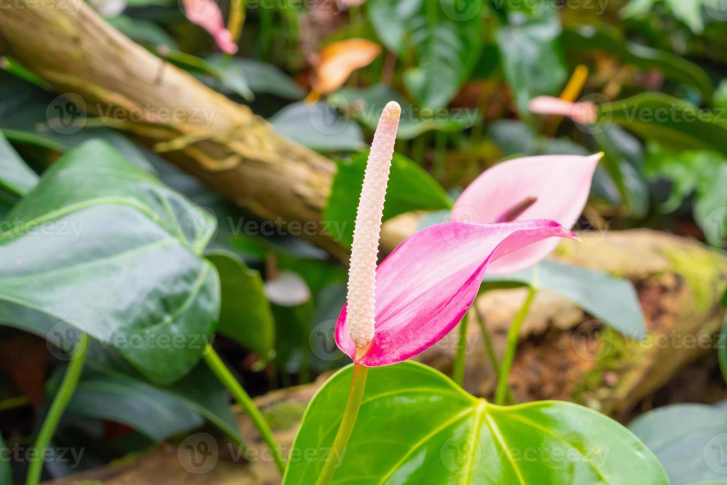 anthurium flowers in tropical garden background photo