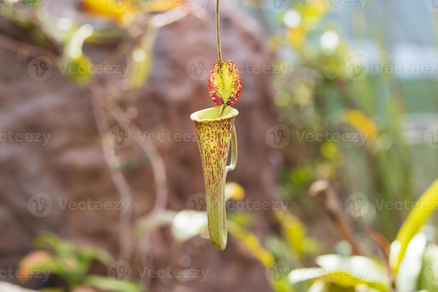 Carnivorous pitcher plants or monkey cups in the garden photo