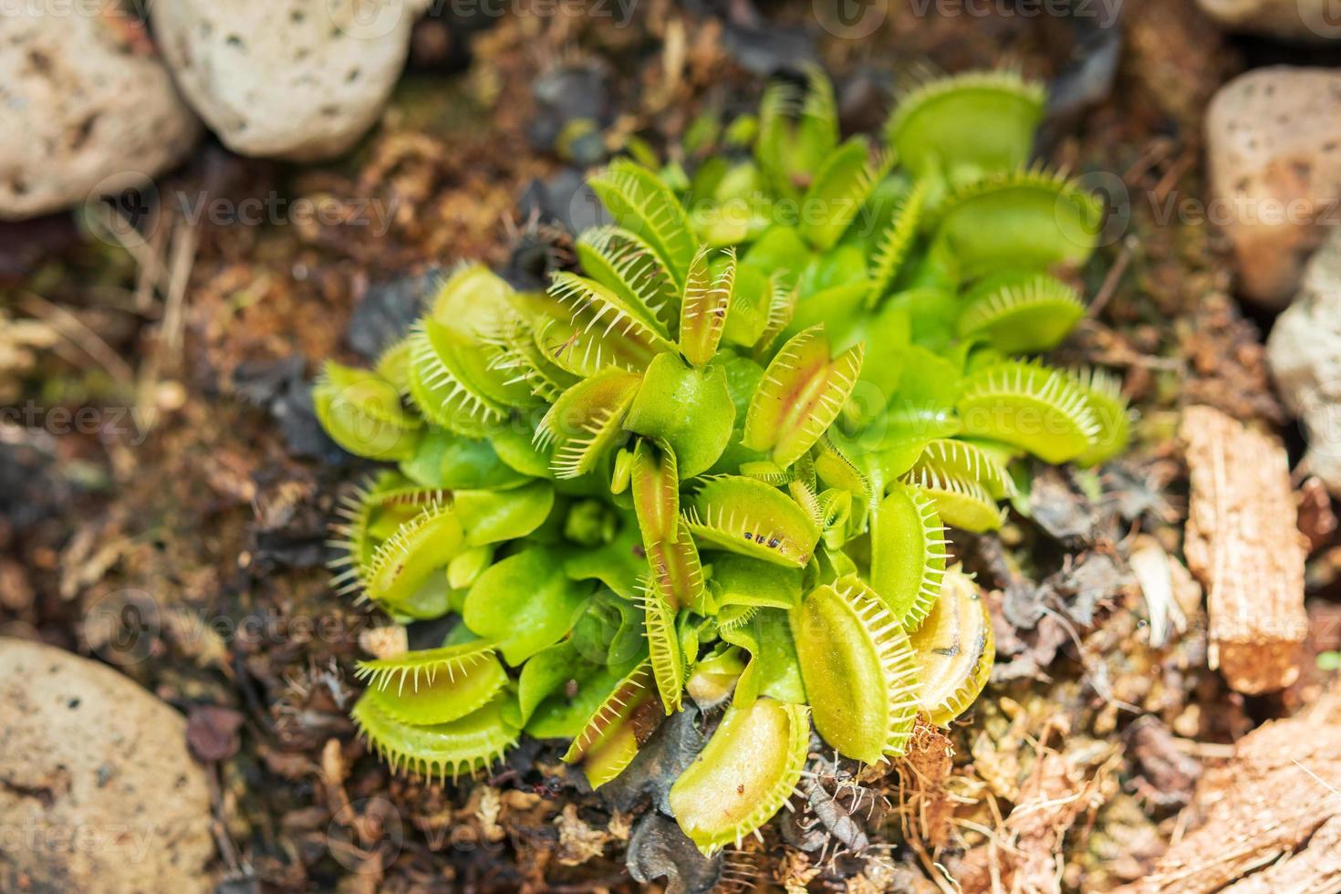 Venus flytrap Dionaea muscipula carnivorous plant close up photo