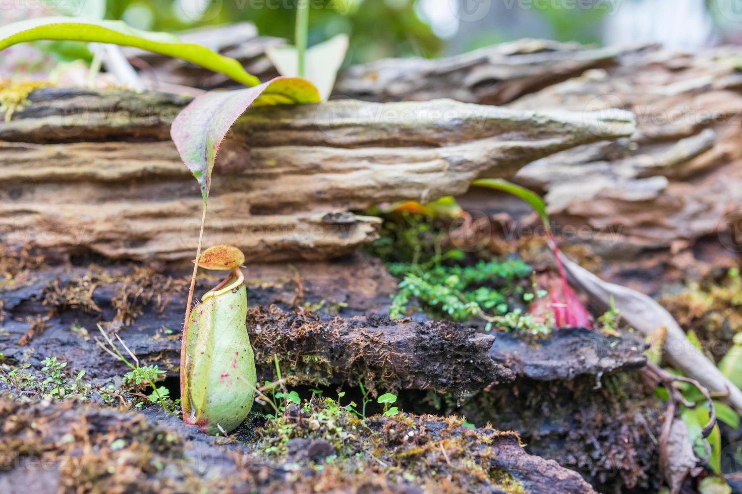 Carnivorous pitcher plants or monkey cups in the garden photo