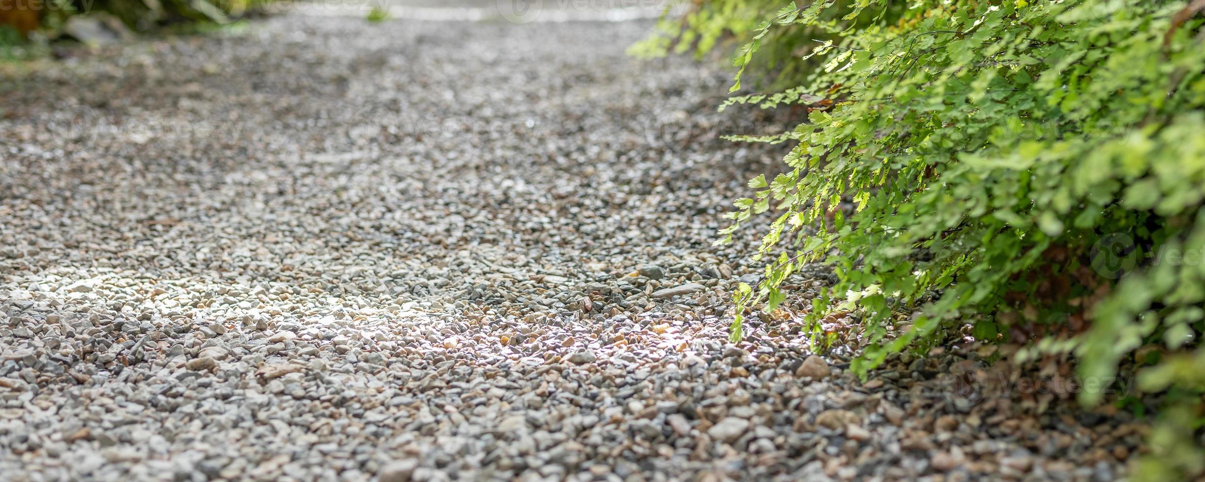 hojas de plantas de helecho verde con camino en el jardín foto