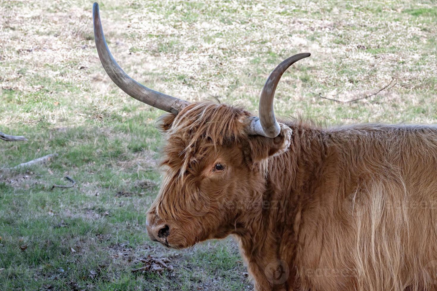 scottish highland cattle on the pasture photo