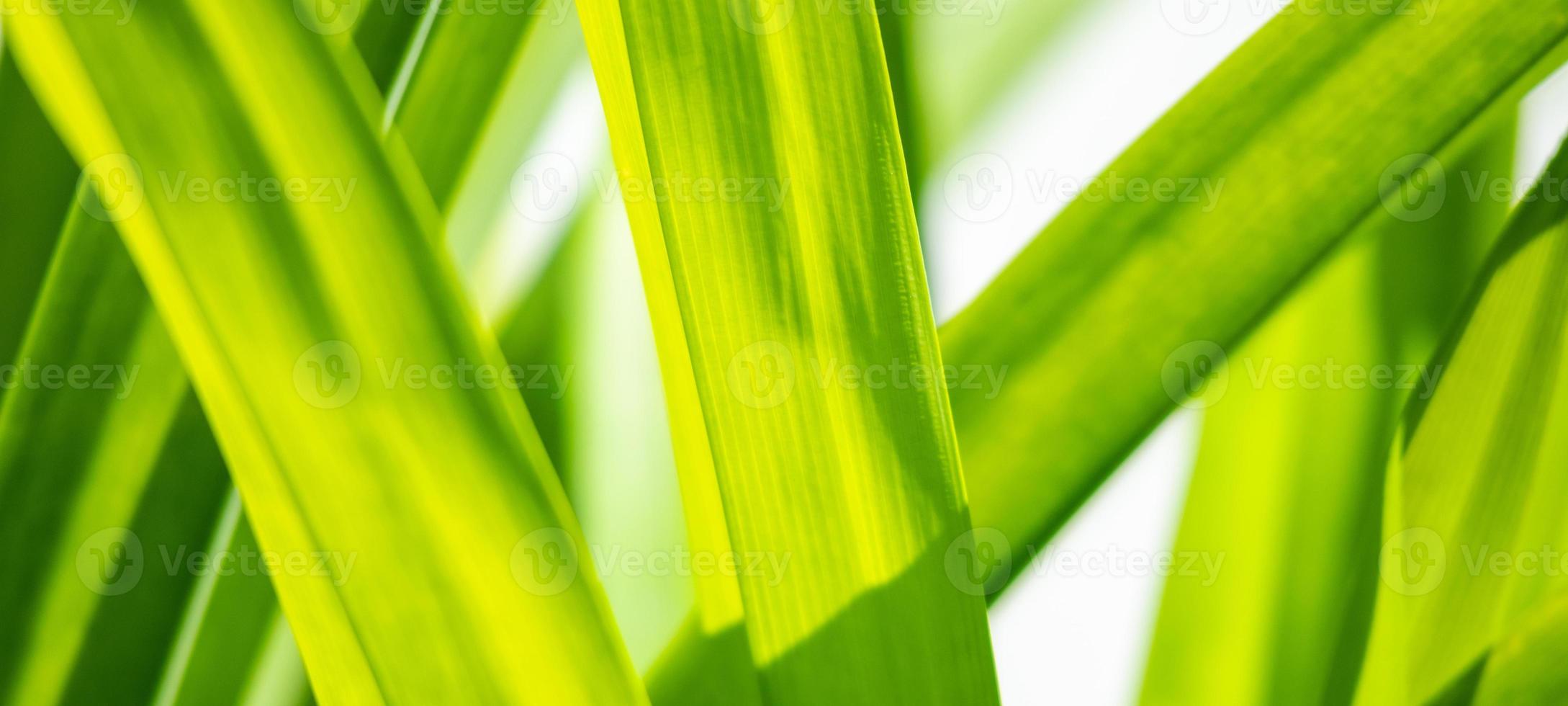 Plant green leaf in garden with bokeh background photo