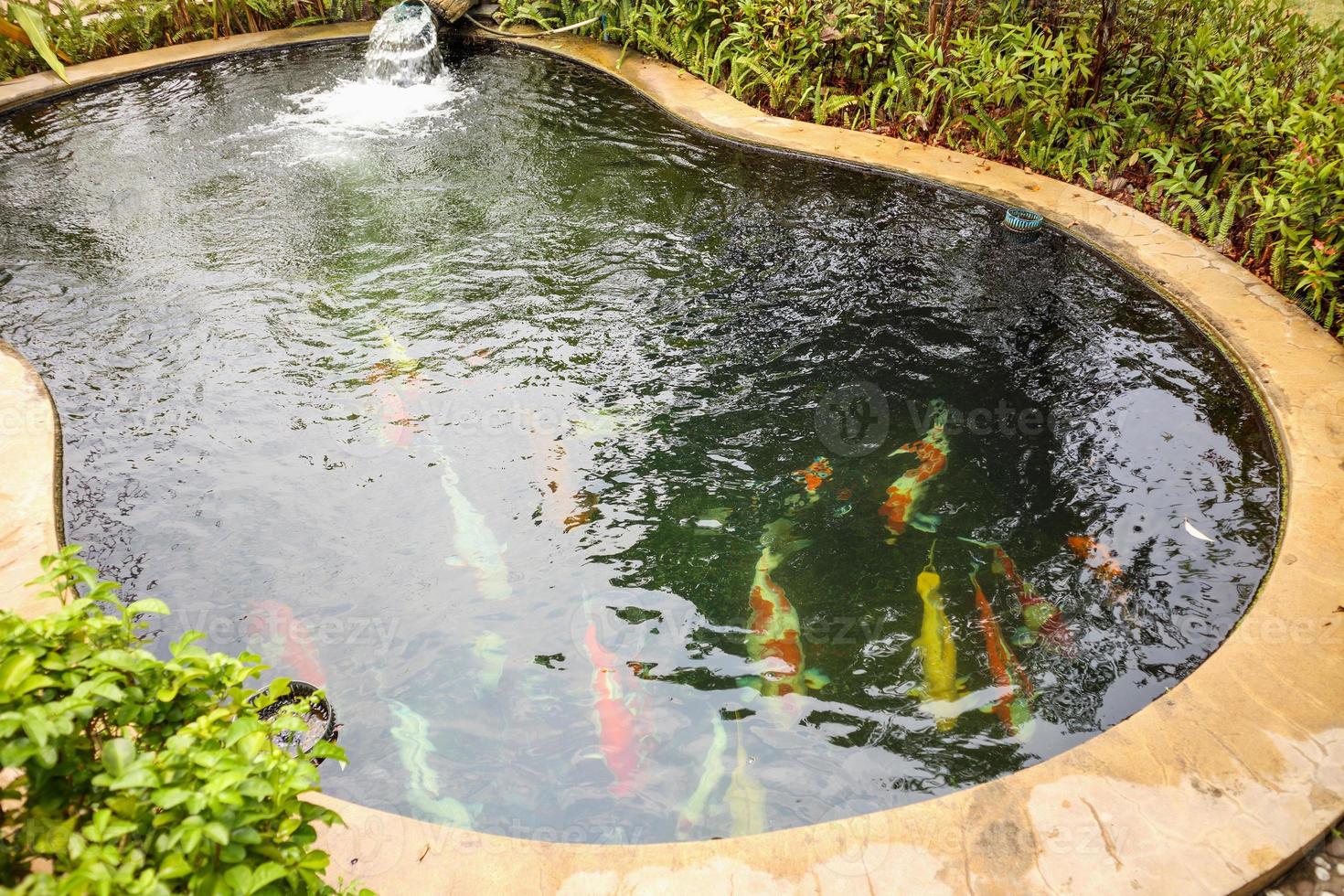 colorful fancy carps koi fish in garden pond photo