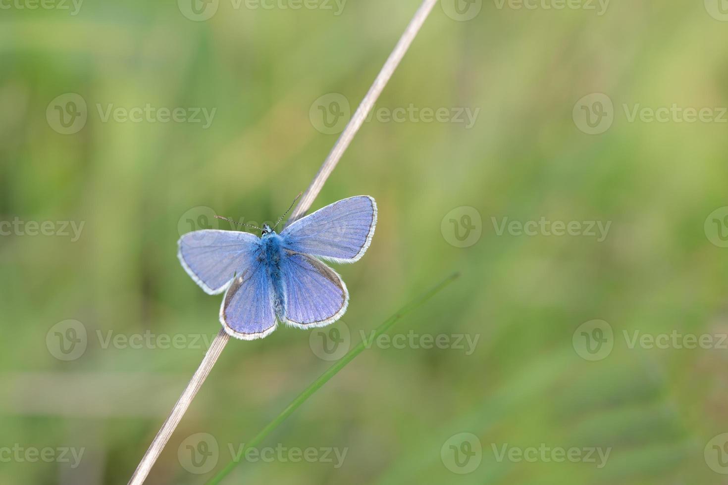 A small bluebird sits on a dry branch. The background is green. The butterfly has opened its wings. photo