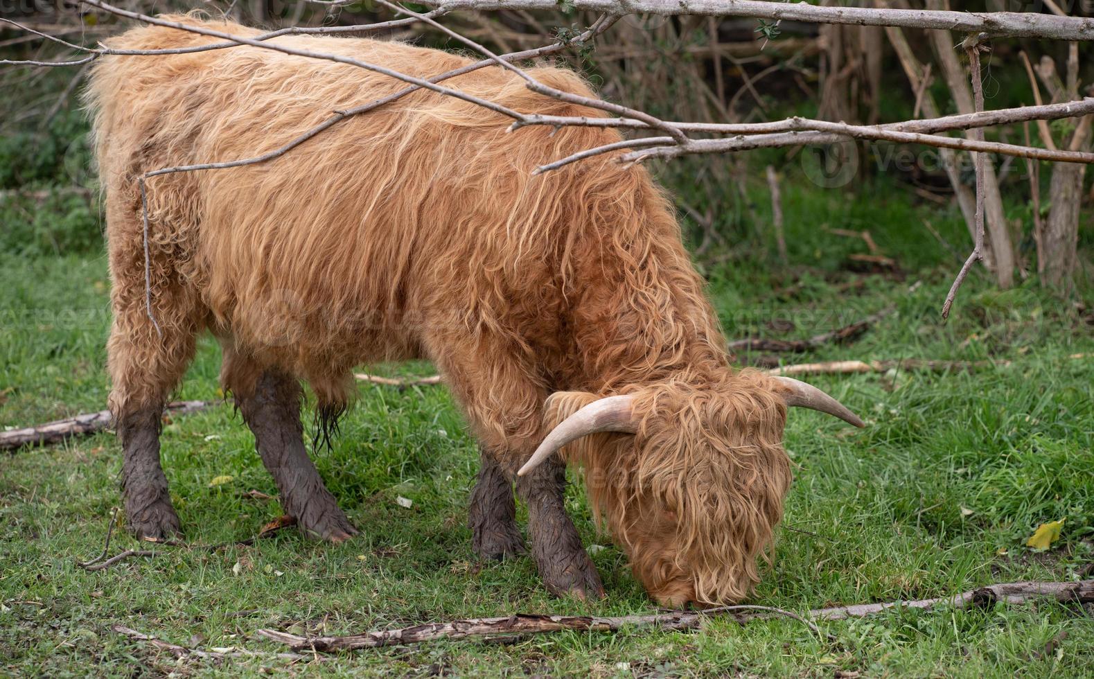 A hairy Scottish Highland Cattle stands in a short meadow, under bare branches of a tree, searching for grass. Feet are full of mud. photo