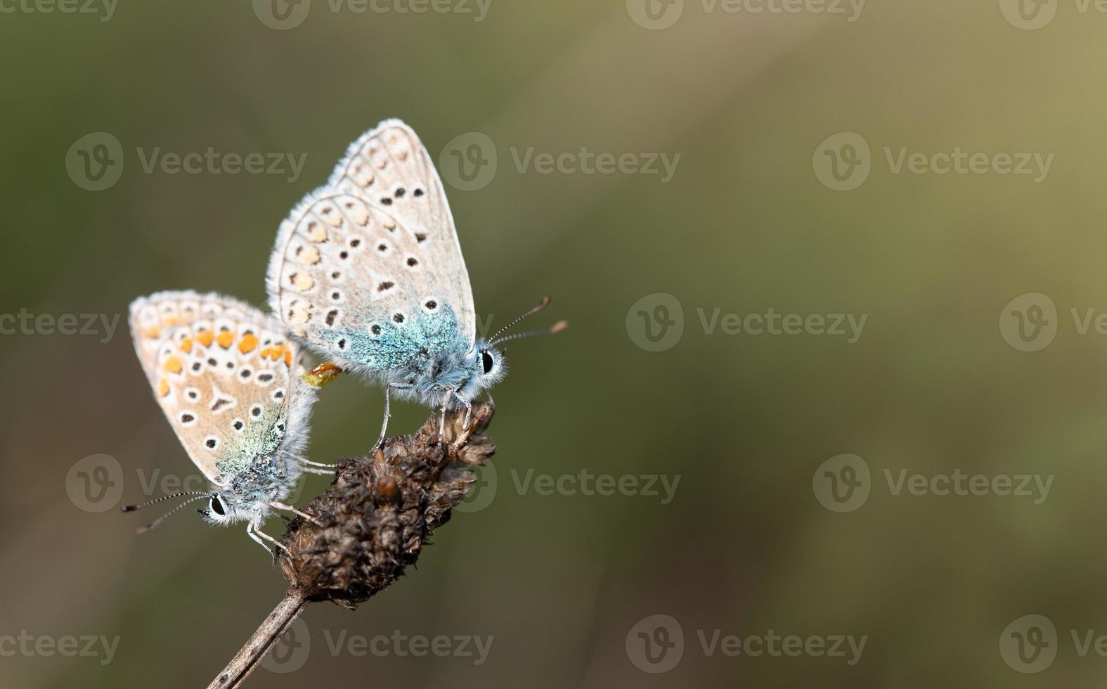 Two small blues sit on the top of dry grass in autumn and unite for the purpose of reproduction. photo