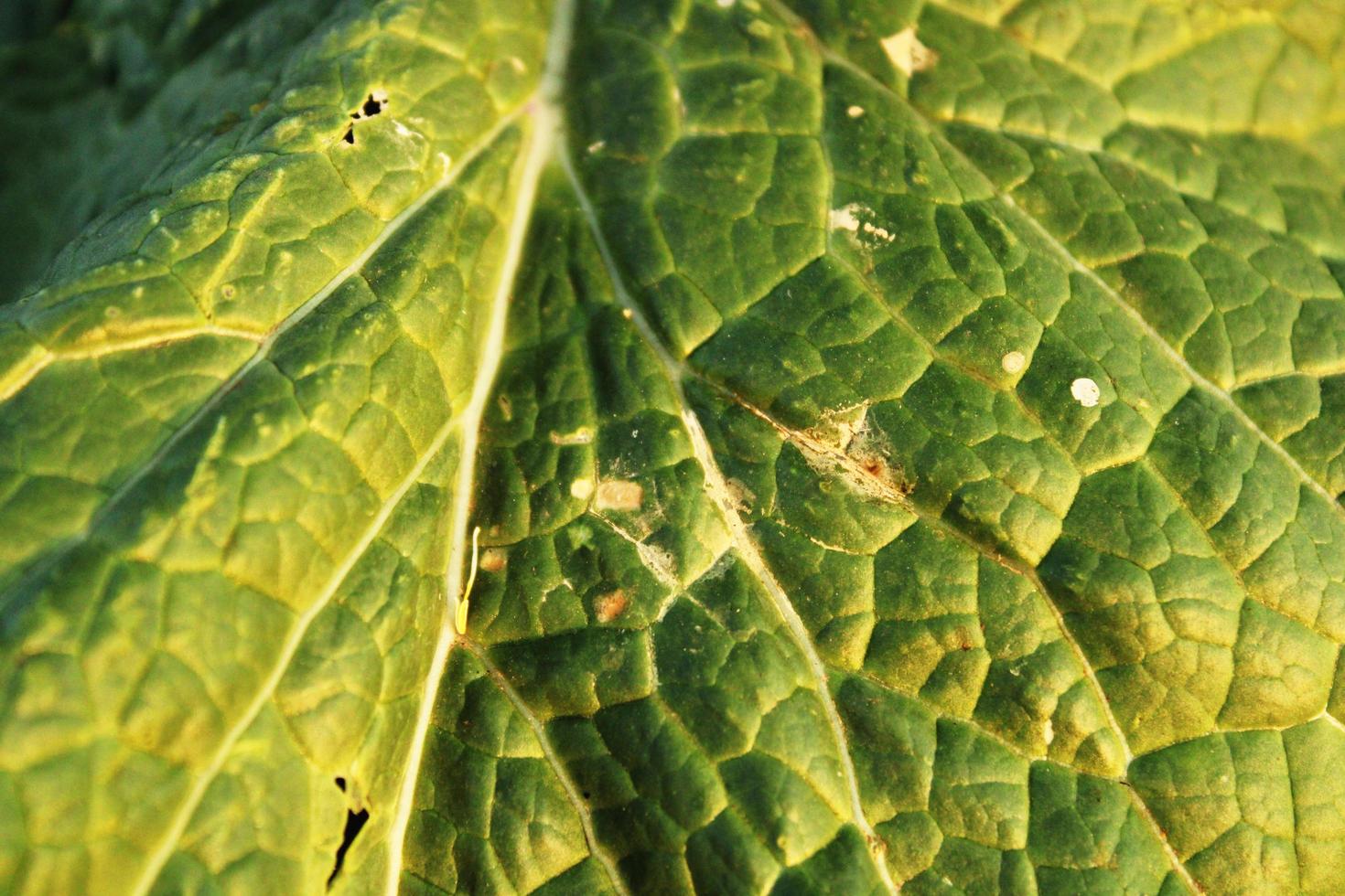 Mustard Plant Leaf. photo