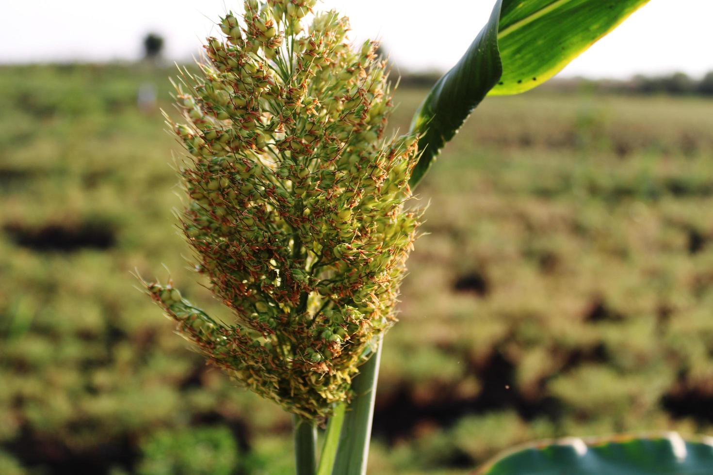 Sorghum Grain Head. photo