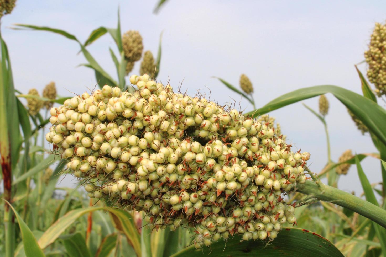 Sorghum Grain Head. photo