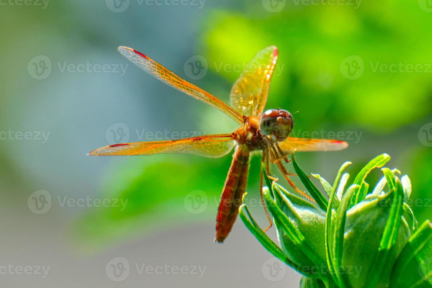 libélula ambarina oriental encaramada en un arbusto de flores foto