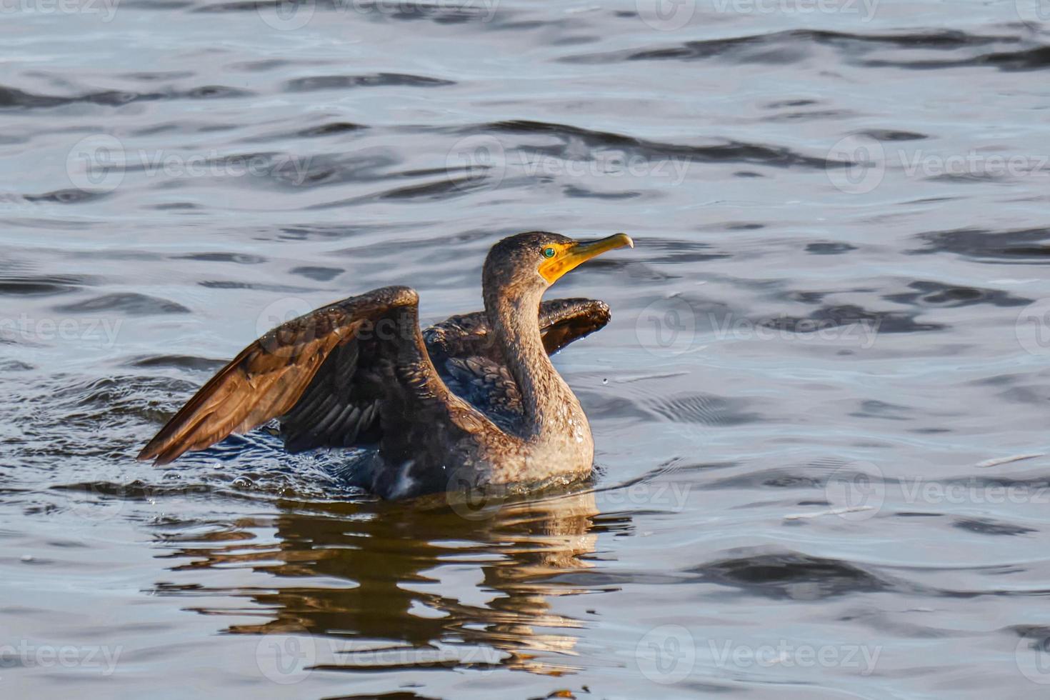 Double-crested cormorant spreads it wings on a Mississippi evening photo
