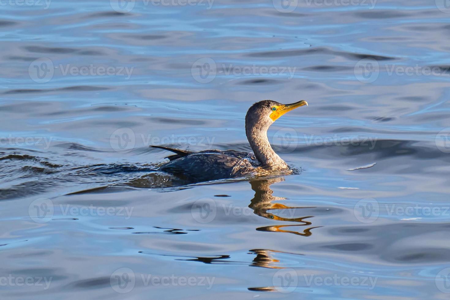 Double-crested cormorant swims along in the Gulf of Mexico photo