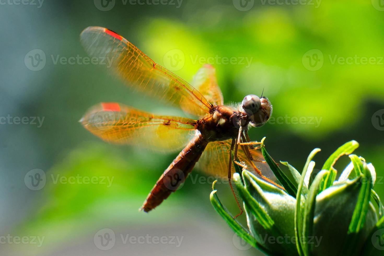 libélula ambarina oriental encaramada en un arbusto de flores foto