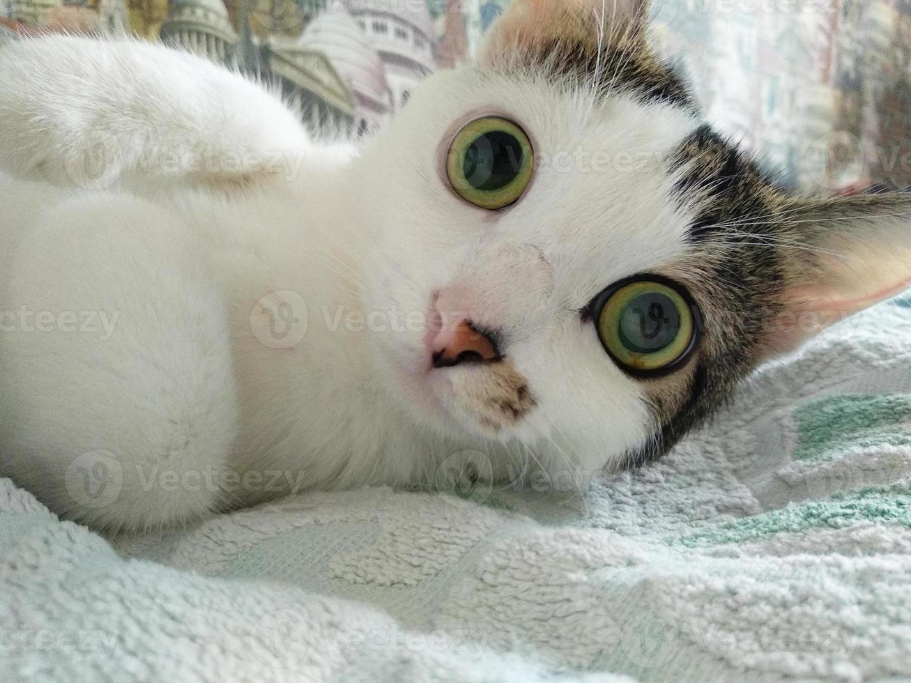 Surprised cat looking at camera photo