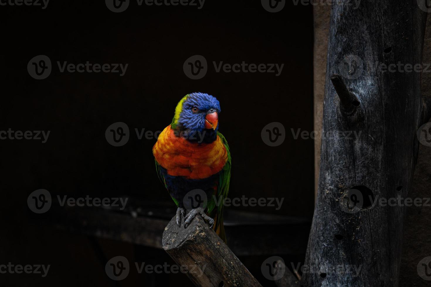 Closeup at colorful very beautiful parrot perching on a log photo