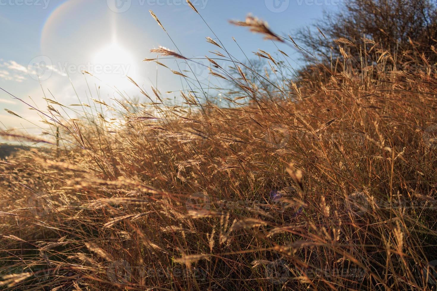 Summer background with wheat ears in the field in gold tones photo