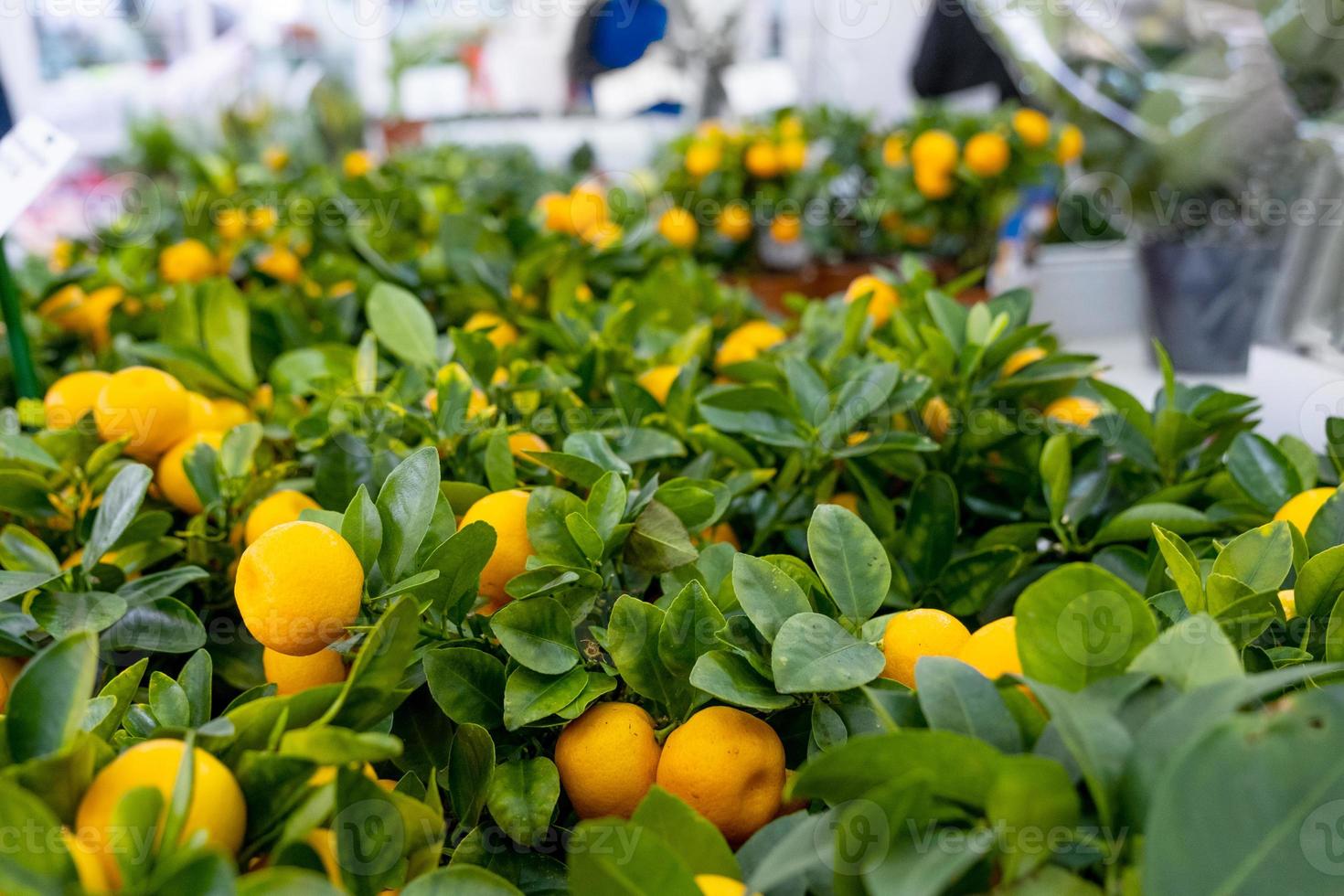 Tangerine tree in a flower pot with fruits on the shelf of a flower shop. Indoor plant tangerine
